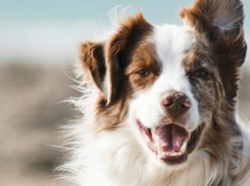 8 dicas para economizar com seu cachorro